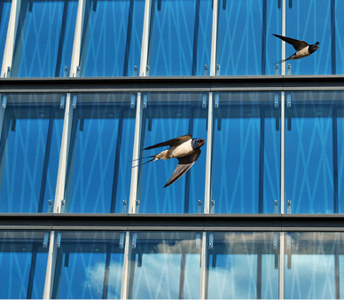birds flying near glass
