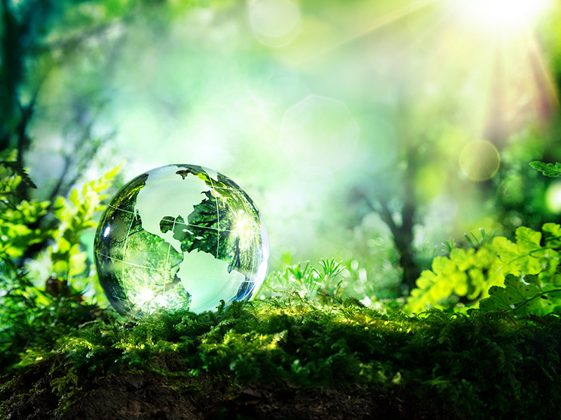 Glass globe in forest